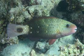 Image result for Chlorurus sordidus