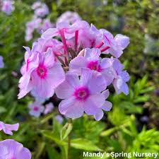 Attēlu rezultāti vaicājumam “Phlox paniculata”