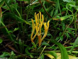 Attēlu rezultāti vaicājumam “Ramariopsis crocea”