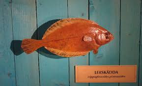 Image result for Hippoglossoides platessoides