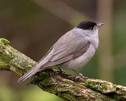 Attēlu rezultāti vaicājumam “Sylvia atricapilla male”