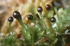 Attēlu rezultāti vaicājumam “Sphagnum sporophyte”