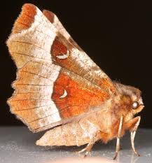 Attēlu rezultāti vaicājumam “Selenia tetralunaria”