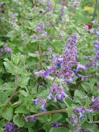 Attēlu rezultāti vaicājumam “Nepeta x faassenii”