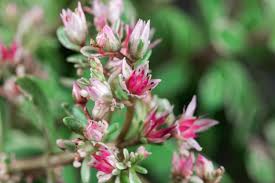 Attēlu rezultāti vaicājumam “Phedimus spurius leaf”