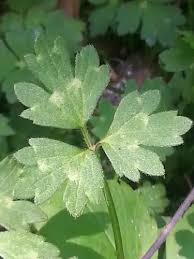 Attēlu rezultāti vaicājumam “Ranunculus repens leaf”