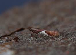 Attēlu rezultāti vaicājumam “Caloptilia stigmatella”