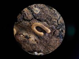 Attēlu rezultāti vaicājumam “Gulielmina vermicularis macro”