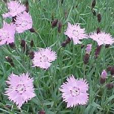 Image result for Dianthus gratianopolitanus