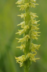 Attēlu rezultāti vaicājumam “Herminium monorchis leaf”