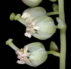 Attēlu rezultāti vaicājumam “Orthilia secunda fruit”