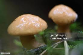 Attēlu rezultāti vaicājumam “Suillus bovinus”