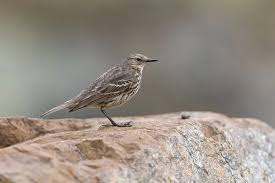 Attēlu rezultāti vaicājumam “Anthus petrosus adult”