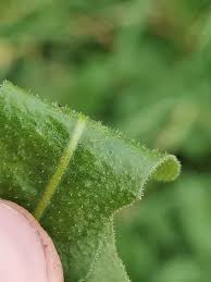 Attēlu rezultāti vaicājumam “Leontodon hispidus leaf”
