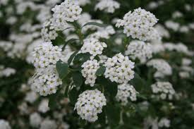 Attēlu rezultāti vaicājumam “Spiraea”