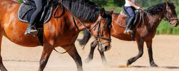 Image result for British Horse Society