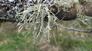Attēlu rezultāti vaicājumam “Ramalina calicaris”