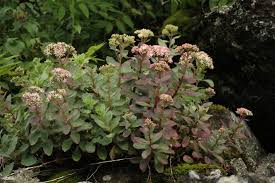 Attēlu rezultāti vaicājumam “Hylotelephium telephium flower”