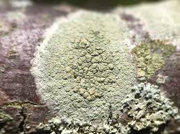 Attēlu rezultāti vaicājumam “Lecanora conizaeoides”