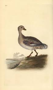 Attēlu rezultāti vaicājumam “Anas strepera female”