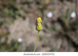Attēlu rezultāti vaicājumam “Senecio vernalis leaf”