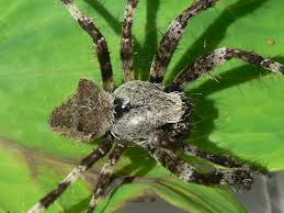Attēlu rezultāti vaicājumam “Araneus angulatus”