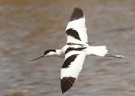 Attēlu rezultāti vaicājumam “Recurvirostra avosetta”