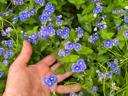 Attēlu rezultāti vaicājumam “Veronica chamaedrys leaf”