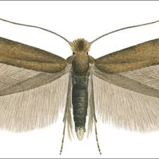 Attēlu rezultāti vaicājumam “Sciota fumella”