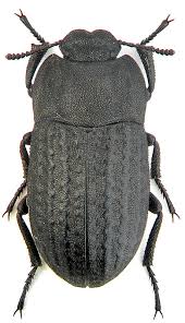 Attēlu rezultāti vaicājumam “Opatrum sabulosum”