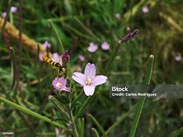 Attēlu rezultāti vaicājumam “Epilobium palustre flower”