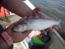 Image result for Alosa chrysochloris