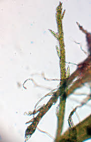 Attēlu rezultāti vaicājumam “Pseudotaxiphyllum elegans macro”