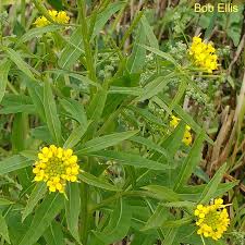 Attēlu rezultāti vaicājumam “Erysimum cheiranthoides flower”