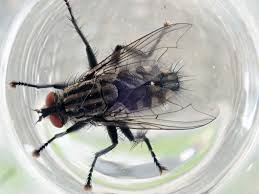 Attēlu rezultāti vaicājumam “Sarcophaga carnaria”