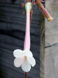 Image result for Sinningia