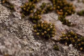 Attēlu rezultāti vaicājumam “Orthotrichum speciosum”