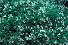 Attēlu rezultāti vaicājumam “Gillenia trifoliata flower”