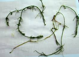 Attēlu rezultāti vaicājumam “Chara hispida”