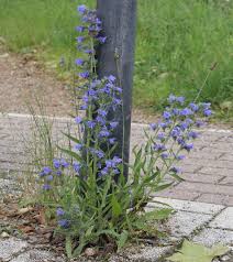Attēlu rezultāti vaicājumam “Echium vulgare flower”