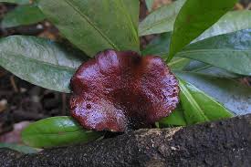 Attēlu rezultāti vaicājumam “Polyporus melanopus”