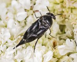 Attēlu rezultāti vaicājumam “Mordellidae”