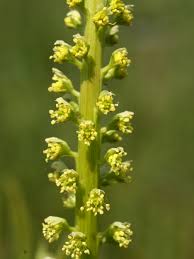 Image result for Reseda luteola