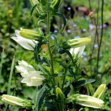 Image result for Marienglockenblumen