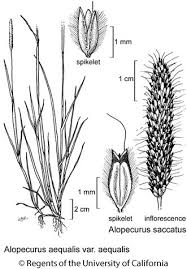 Attēlu rezultāti vaicājumam “Alopecurus pratensis fruit”