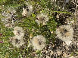 Attēlu rezultāti vaicājumam “Tragopogon heterospermus”