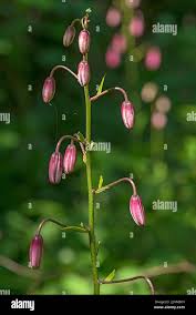 Attēlu rezultāti vaicājumam “Lilium martagon bud”