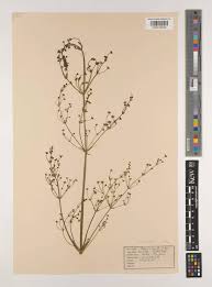 Attēlu rezultāti vaicājumam “Alisma gramineum flower”