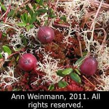 Attēlu rezultāti vaicājumam “Oxycoccus microcarpus”