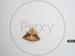 Attēlu rezultāti vaicājumam “Crocallis elinguaria”